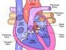 Human body quiz